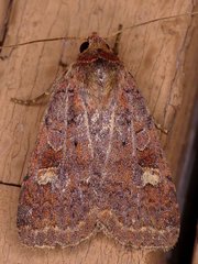 Diarsia jucunda