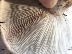 Lactarius resimus