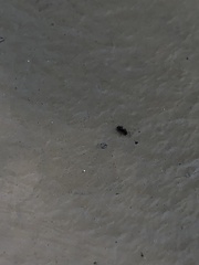 Brachymyrmex patagonicus