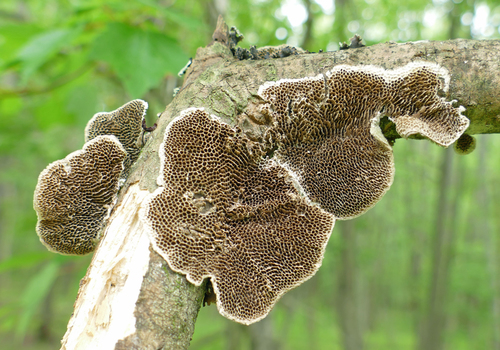 Trametes villosa