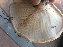 Lactarius resimus