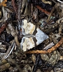 Cobubatha lixiva