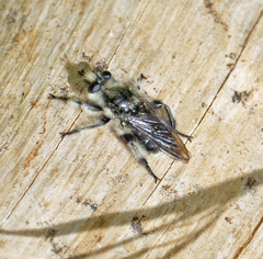 Laphria cinerea