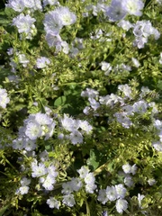 Phacelia purshii