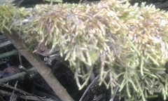 Crossocalyx hellerianus