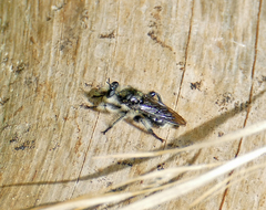 Laphria cinerea