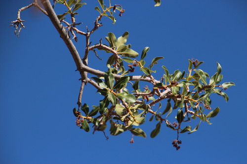 Image of Ozoroa dispar by (c) Tony Rebelo, some rights reserved (CC BY-SA)