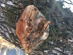 Phellinus everhartii