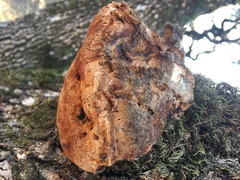 Phellinus everhartii