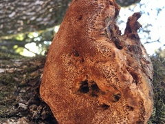 Phellinus everhartii