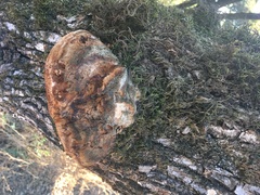 Phellinus everhartii