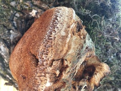 Phellinus everhartii