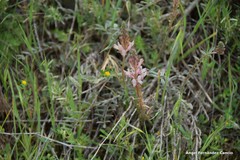 Onobrychis humilis matritensis