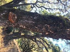 Phellinus everhartii