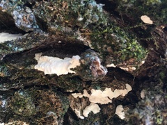 Phellinus everhartii