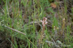 Onobrychis humilis matritensis