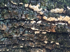 Phellinus everhartii