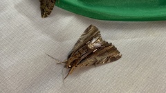 Ercheia niveostrigata