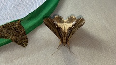 Ercheia niveostrigata