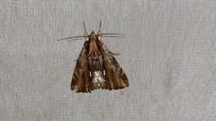 Ercheia niveostrigata