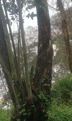 Epidendrum jamiesonis