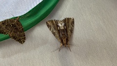 Ercheia niveostrigata
