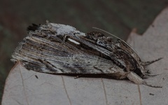 Ercheia niveostrigata