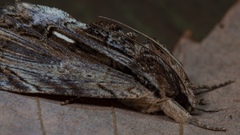 Ercheia niveostrigata