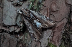 Ercheia niveostrigata