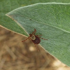 Dermacentor andersoni