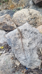 Sceloporus squamosus
