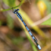 Hagen's Bluet - Photo (c) Dan Mullen, some rights reserved (CC BY-NC-ND)
