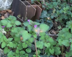 Macroglossum stellatarum