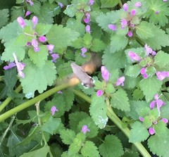 Macroglossum stellatarum