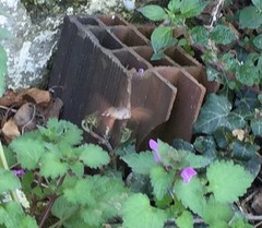 Macroglossum stellatarum