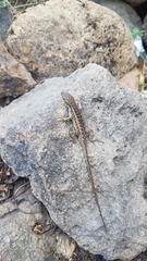 Sceloporus squamosus