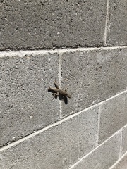 Sceloporus cowlesi