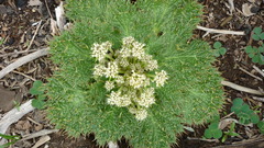 Arctopus monacanthus