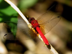 Rhodopygia cardinalis