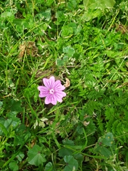 Malva sylvestris