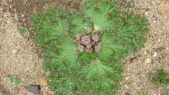 Arctopus monacanthus