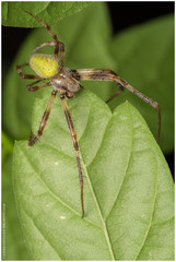 Araneus lathyrinus