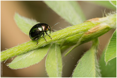 Spintherophyta semiaurata