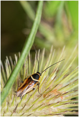 Pseudomops neglectus