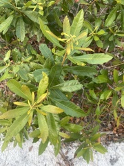 Morella cerifera image