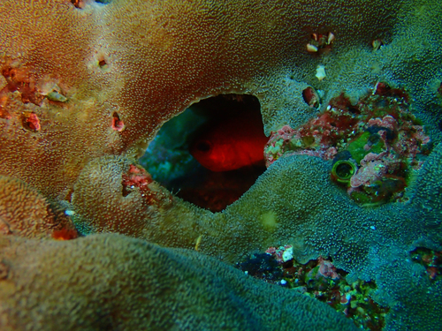 Myripristis leiognathus