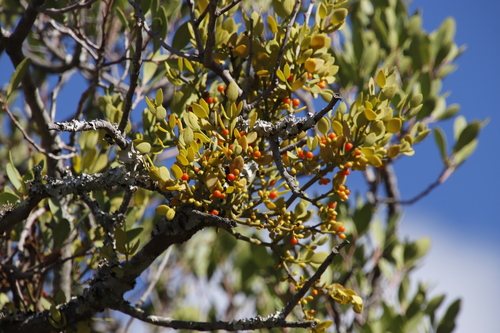 Image of Viscum pauciflorum by (c) Tony Rebelo, some rights reserved (CC BY-SA)