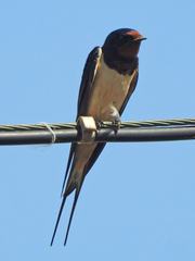 Hirundo rustica