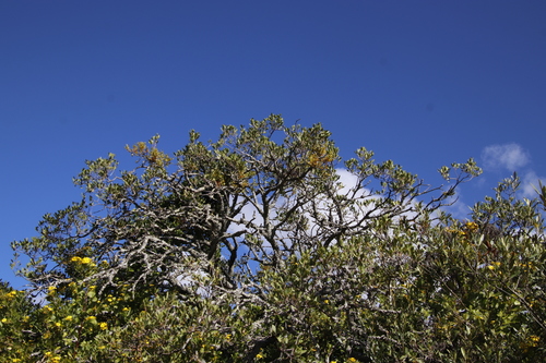 Image of Viscum pauciflorum by (c) Tony Rebelo, some rights reserved (CC BY-SA)
