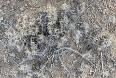 Dasyochloa pulchella